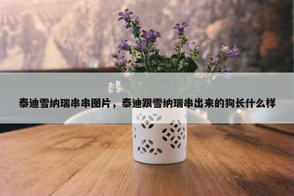 泰迪雪纳瑞串串图片，泰迪跟雪纳瑞串出来的狗长什么样