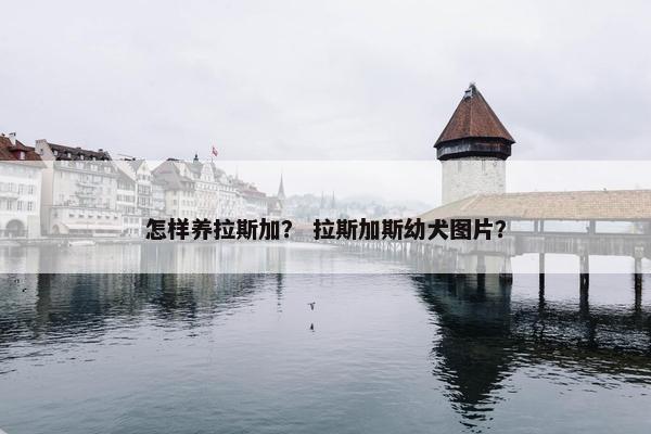 怎样养拉斯加？ 拉斯加斯幼犬图片？