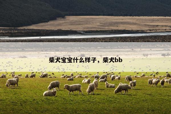 柴犬宝宝什么样子，柴犬bb