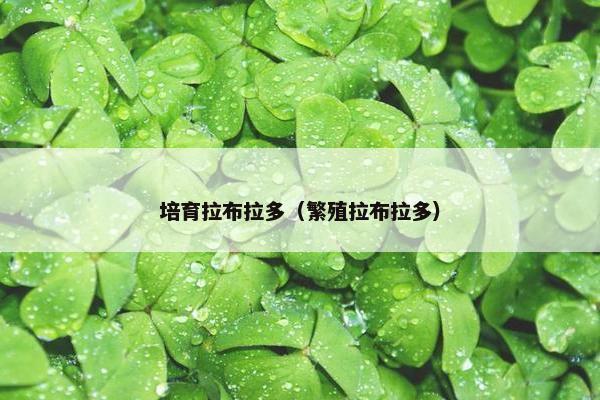 培育拉布拉多（繁殖拉布拉多）