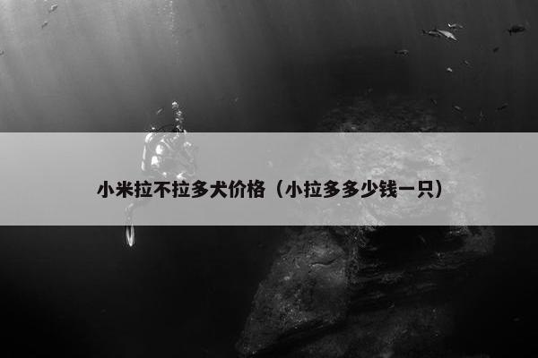 小米拉不拉多犬价格（小拉多多少钱一只）