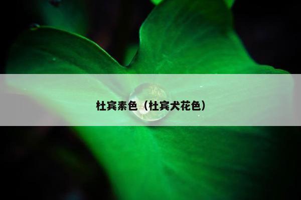 杜宾素色（杜宾犬花色）
