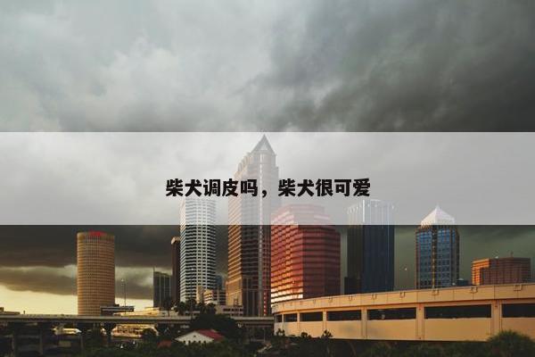 柴犬调皮吗，柴犬很可爱