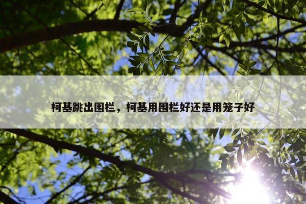 柯基跳出围栏，柯基用围栏好还是用笼子好