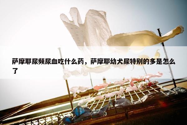 萨摩耶尿频尿血吃什么药，萨摩耶幼犬尿特别的多是怎么了
