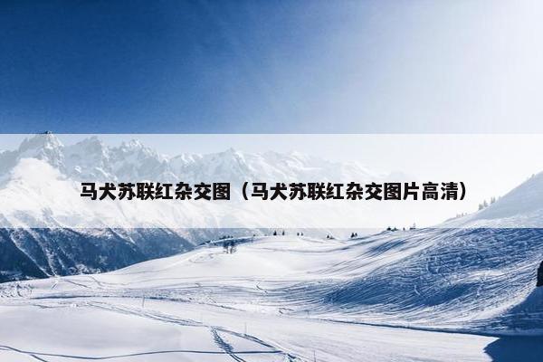 马犬苏联红杂交图（马犬苏联红杂交图片高清）