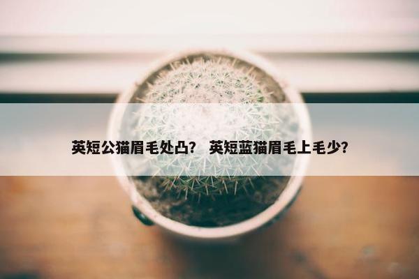 英短公猫眉毛处凸？ 英短蓝猫眉毛上毛少？
