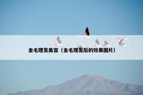 金毛理发美容（金毛理发后的效果图片）