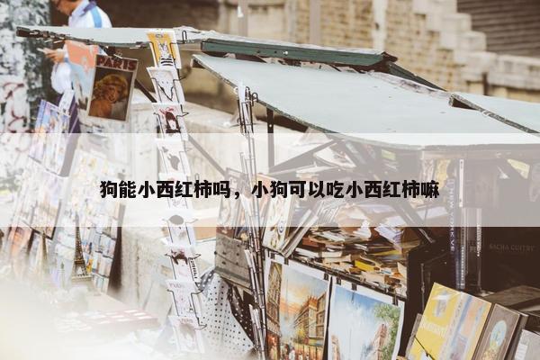 狗能小西红柿吗，小狗可以吃小西红柿嘛