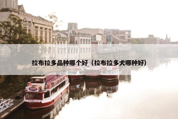 拉布拉多品种哪个好（拉布拉多犬哪种好）