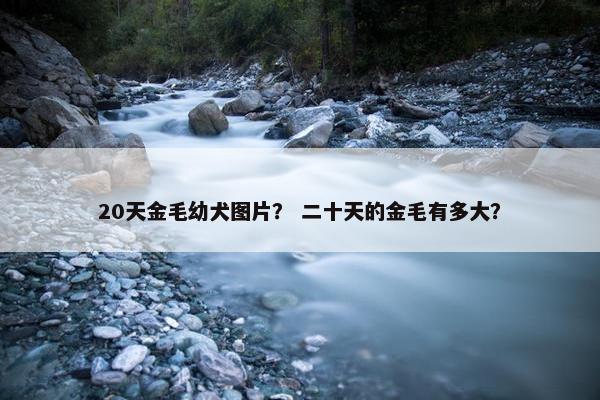 20天金毛幼犬图片？ 二十天的金毛有多大？
