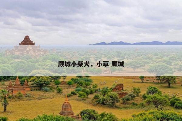顾城小柴犬，小草 顾城