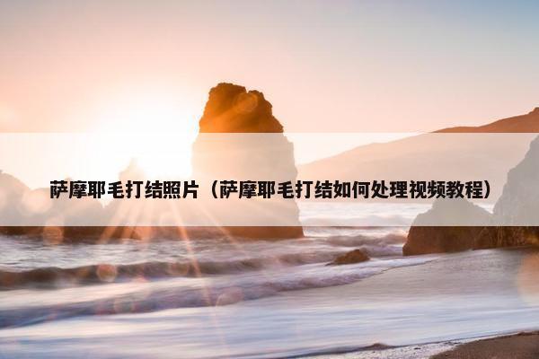 萨摩耶毛打结照片（萨摩耶毛打结如何处理视频教程）