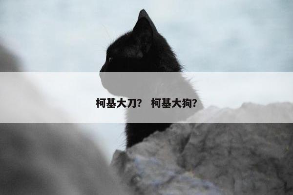 柯基大刀？ 柯基大狗？