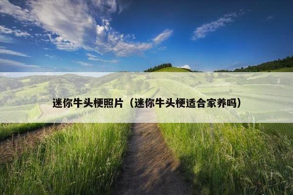 迷你牛头梗照片（迷你牛头梗适合家养吗）