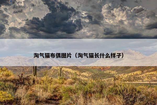 淘气猫布偶图片（淘气猫长什么样子）