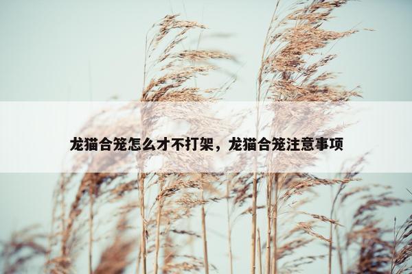 龙猫合笼怎么才不打架，龙猫合笼注意事项