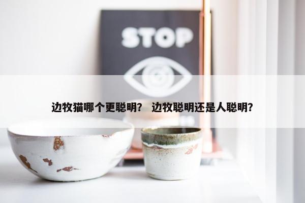 边牧猫哪个更聪明？ 边牧聪明还是人聪明？