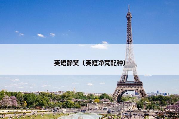 英短静樊（英短净梵配种）