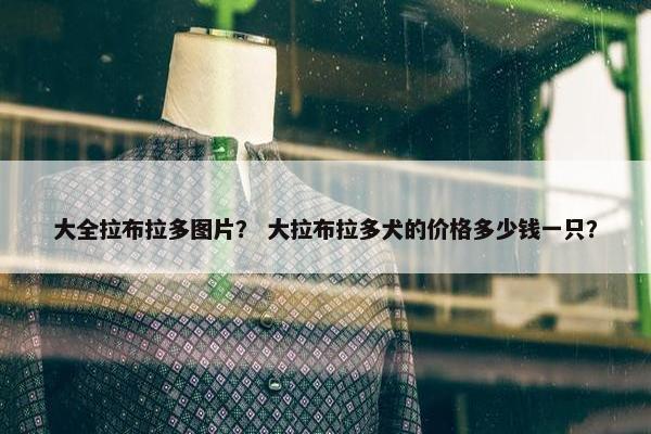 大全拉布拉多图片？ 大拉布拉多犬的价格多少钱一只？