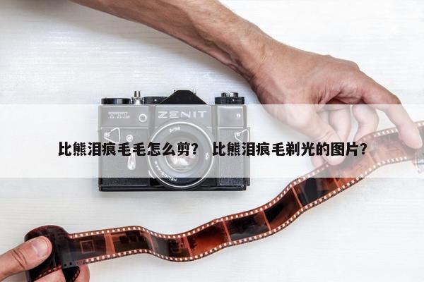比熊泪痕毛毛怎么剪？ 比熊泪痕毛剃光的图片？