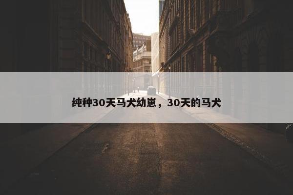 纯种30天马犬幼崽，30天的马犬
