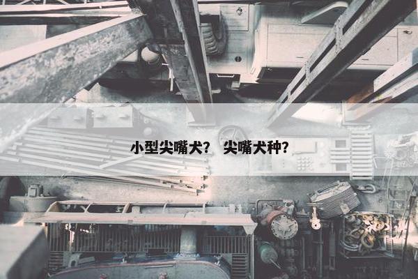 小型尖嘴犬？ 尖嘴犬种？