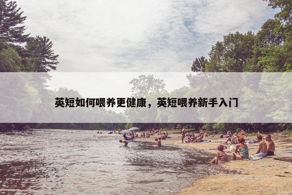 英短如何喂养更健康，英短喂养新手入门