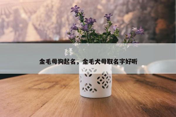 金毛母狗起名，金毛犬母取名字好听