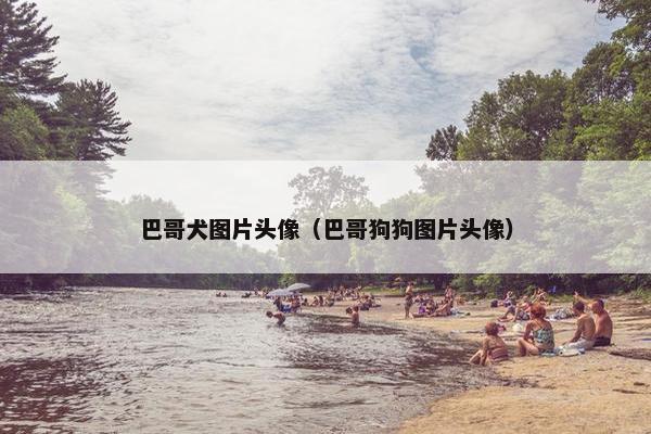 巴哥犬图片头像（巴哥狗狗图片头像）