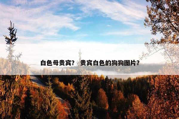 白色母贵宾？ 贵宾白色的狗狗图片？