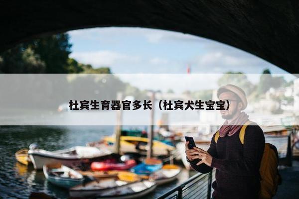 杜宾生育器官多长（杜宾犬生宝宝）