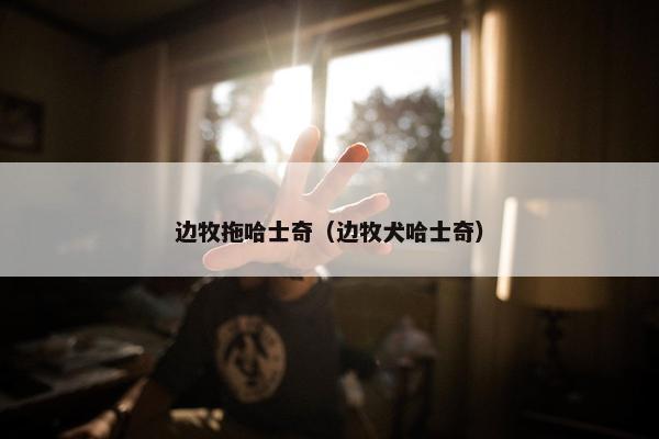 边牧拖哈士奇（边牧犬哈士奇）