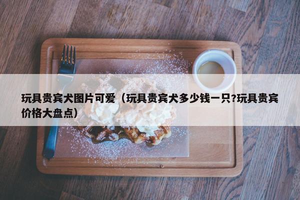 玩具贵宾犬图片可爱（玩具贵宾犬多少钱一只?玩具贵宾价格大盘点）
