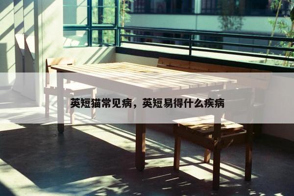 英短猫常见病，英短易得什么疾病