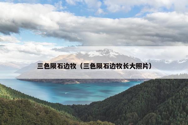 三色陨石边牧（三色陨石边牧长大照片）