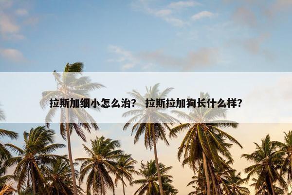 拉斯加细小怎么治？ 拉斯拉加狗长什么样？