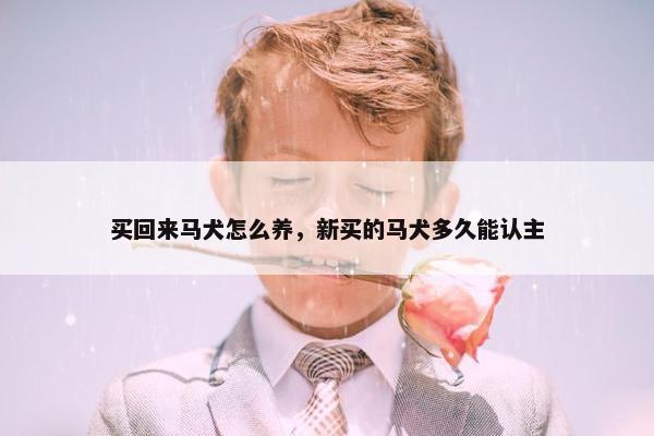 买回来马犬怎么养，新买的马犬多久能认主