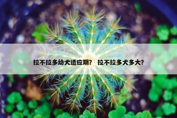 拉不拉多幼犬适应期？ 拉不拉多犬多大？