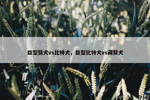 巨型獒犬vs比特犬，巨型比特犬vs藏獒犬