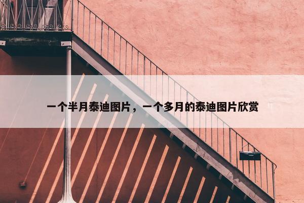 一个半月泰迪图片，一个多月的泰迪图片欣赏