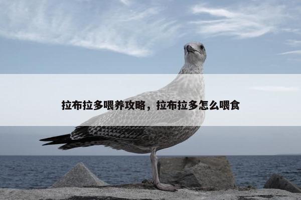 拉布拉多喂养攻略，拉布拉多怎么喂食