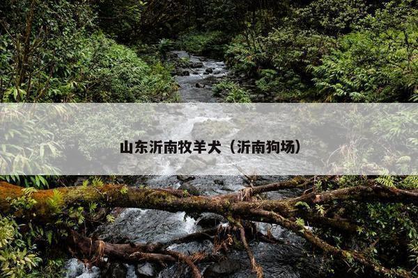 山东沂南牧羊犬（沂南狗场）