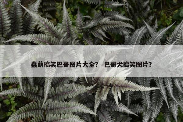 蠢萌搞笑巴哥图片大全？ 巴哥犬搞笑图片？