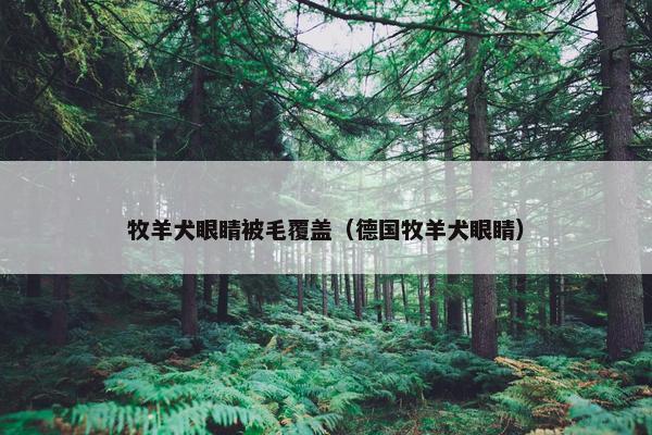 牧羊犬眼睛被毛覆盖（德国牧羊犬眼睛）