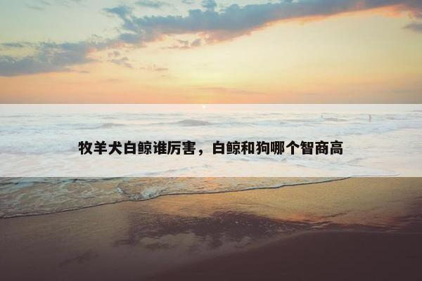牧羊犬白鲸谁厉害，白鲸和狗哪个智商高