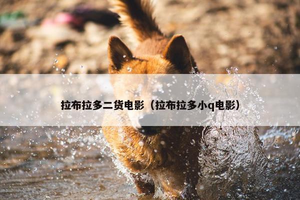 拉布拉多二货电影（拉布拉多小q电影）