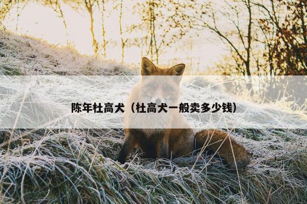 陈年杜高犬（杜高犬一般卖多少钱）