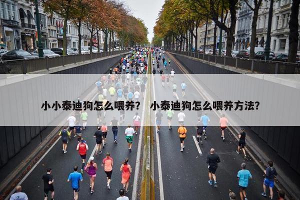 小小泰迪狗怎么喂养？ 小泰迪狗怎么喂养方法？
