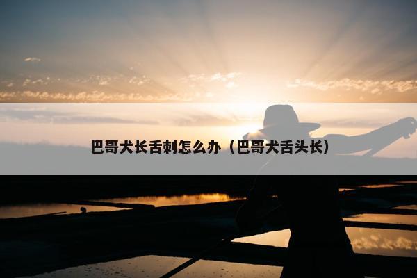 巴哥犬长舌刺怎么办（巴哥犬舌头长）